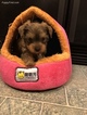 Small Photo #5 Yorkshire Terrier Puppy For Sale in INDIANAPOLIS, IN, USA