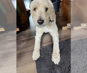 Father of the Goldendoodle puppies born on 04/13/2025