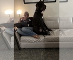 Small Photo #1 Great Dane Puppy For Sale in BALTIMORE, MD, USA