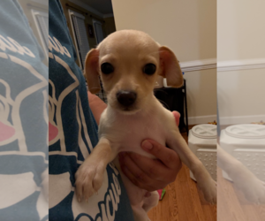 Chihuahua-Unknown Mix Dogs for adoption in Holly Springs, NC, USA