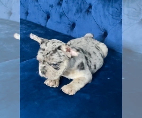 Medium Photo #32 French Bulldog Puppy For Sale in ATLANTA, GA, USA