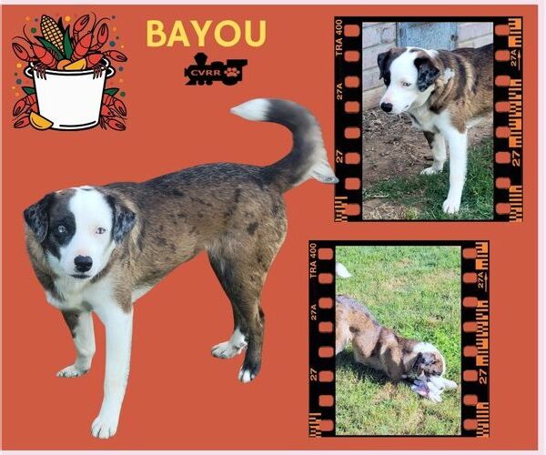 Medium Photo #2 Catahoula Leopard Dog-Unknown Mix Puppy For Sale in Lindsay, CA, USA