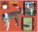 Small #1 Catahoula Leopard Dog Mix