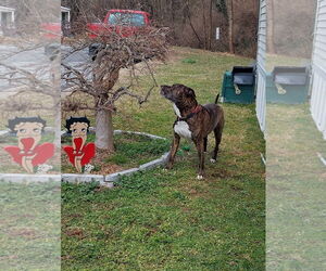 KASH (COURTESY POST) - Male Mutt Dog for Adoption - Photo #2
