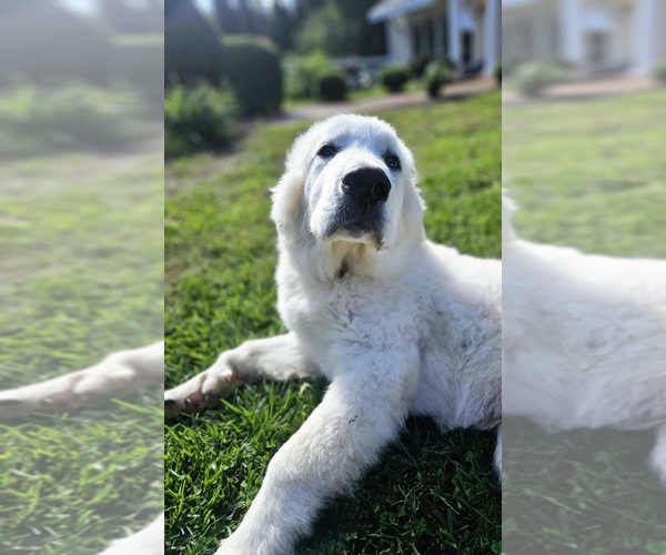 Medium Photo #11 Great Pyrenees Puppy For Sale in FLOYD, VA, USA