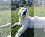 Small Photo #11 Great Pyrenees Puppy For Sale in FLOYD, VA, USA
