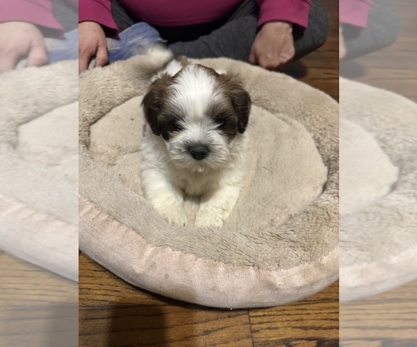 Medium Photo #2 Shih Tzu Puppy For Sale in CARLYLE, IL, USA