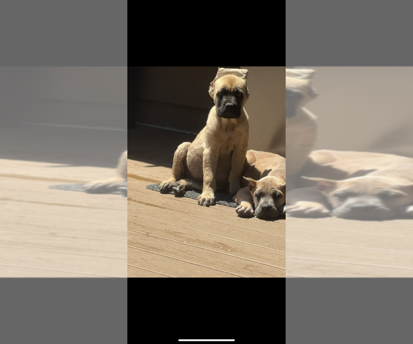Medium Photo #1 Cane Corso Puppy For Sale in PORTLAND, OR, USA