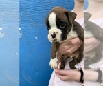 Small Photo #6 Boxer Puppy For Sale in LINTON, IN, USA