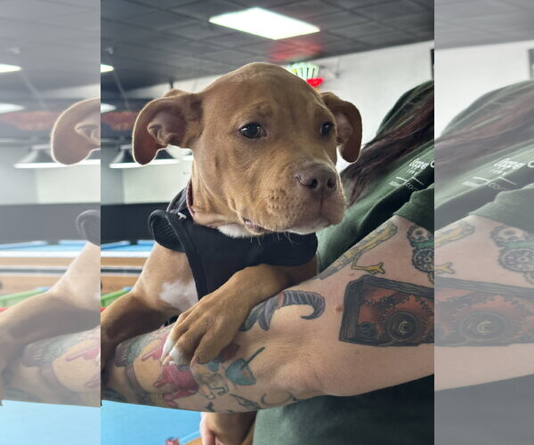 Medium Photo #8 American Staffordshire Terrier-Unknown Mix Puppy For Sale in Holly Springs, NC, USA