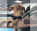 Small Photo #8 American Staffordshire Terrier-Unknown Mix Puppy For Sale in Holly Springs, NC, USA