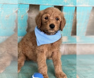 Goldendoodle Puppy for sale in HENRIETTA, TX, USA