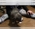 Small Photo #2 American Bully Puppy For Sale in GRIFFIN, GA, USA