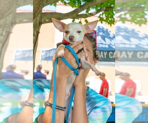 Scoops - Male Chihuahua Dog for Adoption - Photo #7