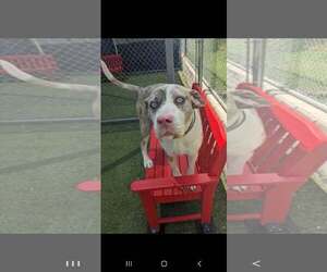Catahoula Leopard Dog-Unknown Mix Dogs for adoption in Woodbury, NY, USA