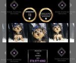 Puppy Prancer F1B Morkie
