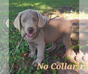 Labrador Retriever Puppy for sale in BELDING, MI, USA