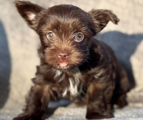 Medium Photo #5 Yorkshire Terrier Puppy For Sale in DAYTON, TX, USA