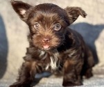 Small #4 Yorkshire Terrier