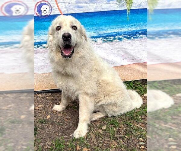 Medium Photo #6 Great Pyrenees Puppy For Sale in Spring, TX, USA