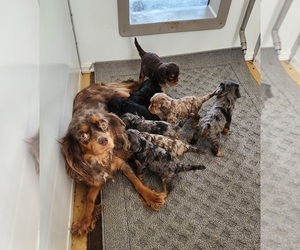 Mother of the Cavapoo (Miniature) puppies born on 02/20/2026