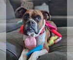 Small #8 Boxer