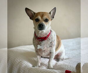 Rat Terrier Dogs for adoption in Atlanta, GA, USA