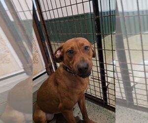 Redbone Coonhound-Unknown Mix Dogs for adoption in Osgood, IN, USA