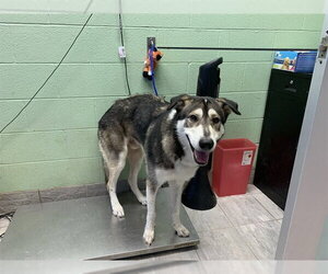 Siberian Husky-Unknown Mix Dogs for adoption in Grand Prairie, TX, USA