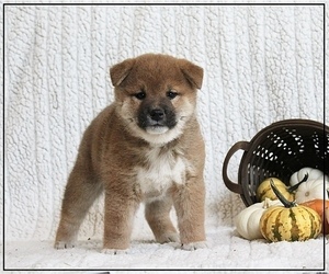 Shiba Inu Puppy for sale in FULTON, MO, USA