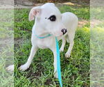 Small #2 Bulldog Mix