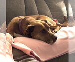 Small #21 Labrador Retriever Mix