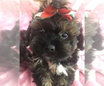 Small Photo #1 Maltese-Poodle (Toy) Mix Puppy For Sale in SARASOTA, FL, USA