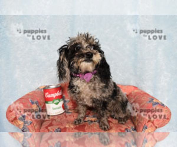 Medium Photo #12 Poodle (Toy) Puppy For Sale in SANGER, TX, USA