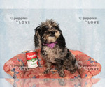 Small #11 Poodle (Toy)