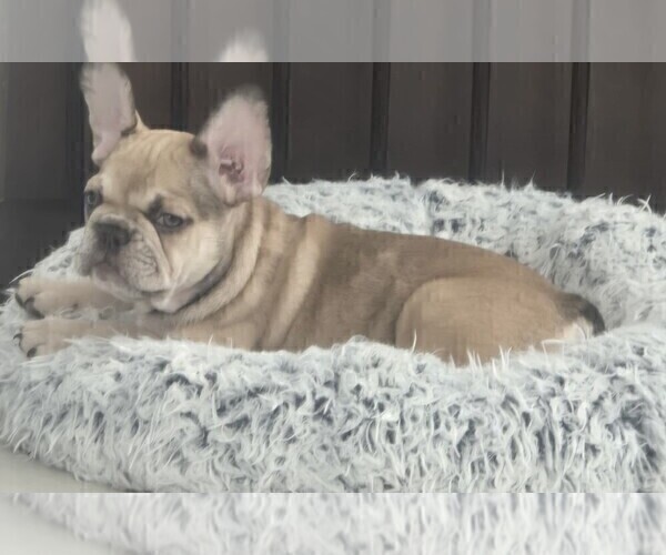Medium Photo #1 French Bulldog Puppy For Sale in CHINO HILLS, CA, USA