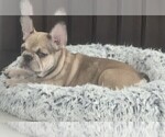 Puppy Puppy 1 French Bulldog