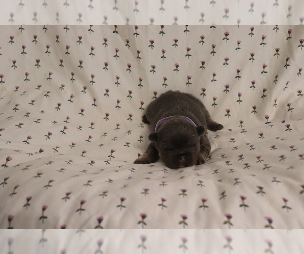 Medium Photo #1 French Bulldog Puppy For Sale in MANCHESTER, MI, USA