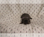 Puppy Willow French Bulldog