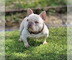Father of the French Bulldog puppies born on 09/16/2022