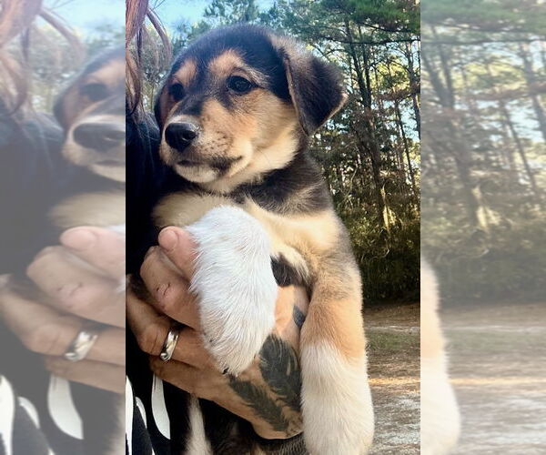 Medium Photo #6 Labrador Retriever-Unknown Mix Puppy For Sale in Oak Bluffs, MA, USA