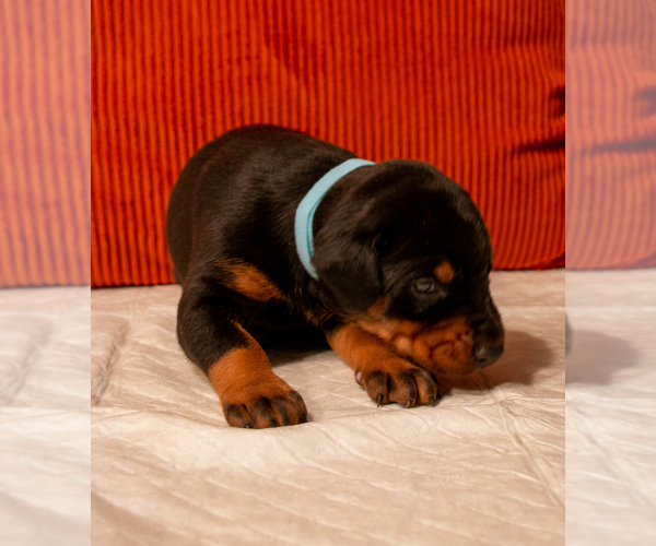 Medium Photo #6 Doberman Pinscher Puppy For Sale in PALMDALE, CA, USA