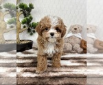 Small #3 Cavapoo (Miniature)