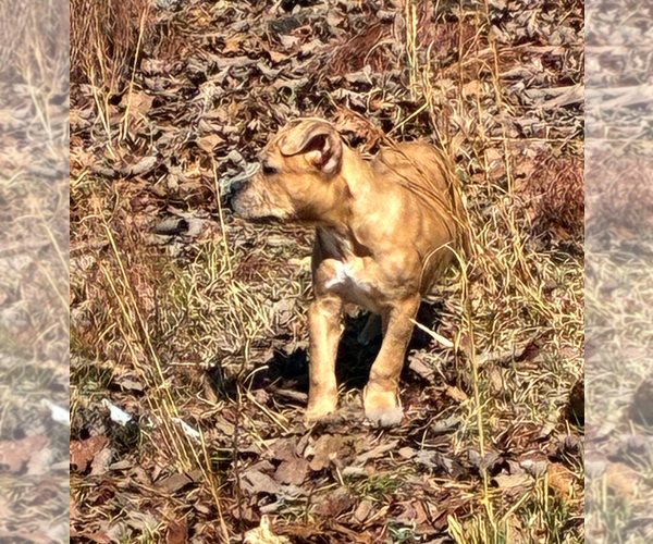 Medium Photo #2 Boxer-Unknown Mix Puppy For Sale in Holly Springs, NC, USA