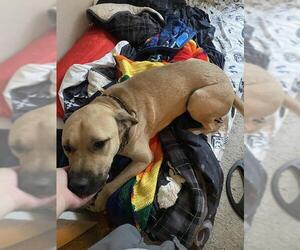 Black Mouth Cur Dogs for adoption in San Antonio, TX, USA