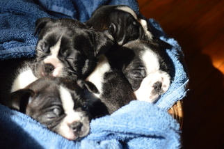 Boston Terrier Puppy for sale in MEADVILLE, PA, USA