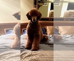Small Photo #1 Poodle (Standard) Puppy For Sale in DOBSON, NC, USA