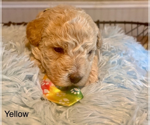 Medium Photo #1 Poochon Puppy For Sale in MOUNT PLEASANT, TX, USA