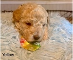 Puppy Yellow boy Poochon