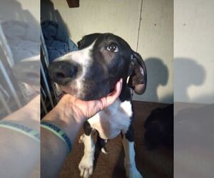 Great Dane Puppy for sale in SEVIERVILLE, TN, USA